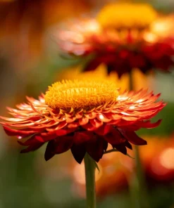 Orange Double Strawflower Seeds - 100 Count Helichrysum Monstrosum - Image 5