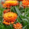 Orange Double Strawflower Seeds - 100 Count Helichrysum Monstrosum - Image 1