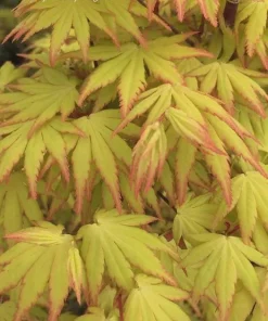 Orange Dream Japanese Maple Live Plant - Golden & Red Foliage - #1 Container - 18-24