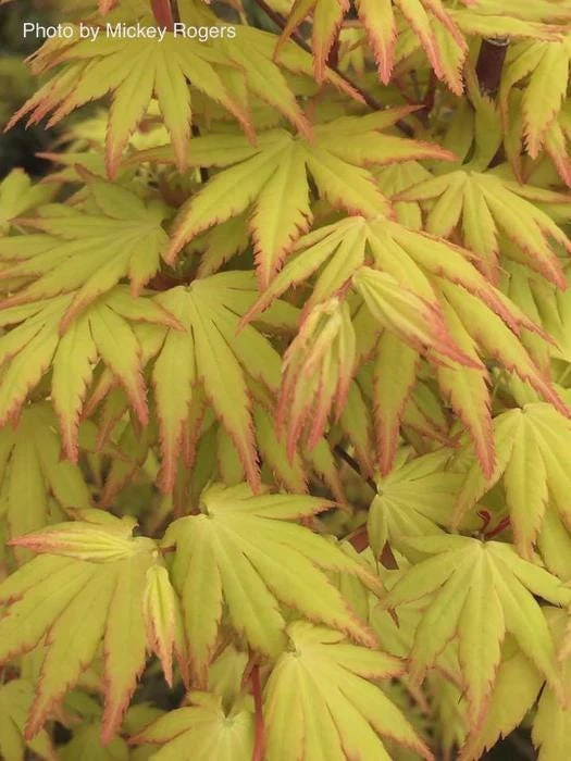 Orange Dream Japanese Maple Live Plant - Golden & Red Foliage - #1 Container - 18-24" - Image 10