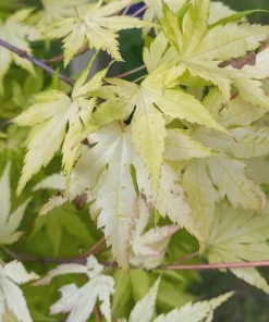 Orange Dream Japanese Maple Live Plant - Golden & Red Foliage - #1 Container - 18-24