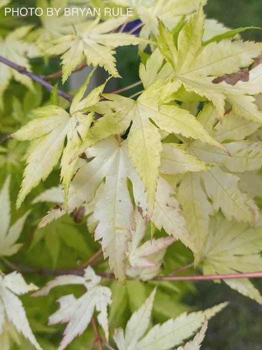Orange Dream Japanese Maple Live Plant - Golden & Red Foliage - #1 Container - 18-24" - Image 11