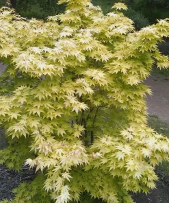 Orange Dream Japanese Maple Live Plant - Golden & Red Foliage - #1 Container - 18-24