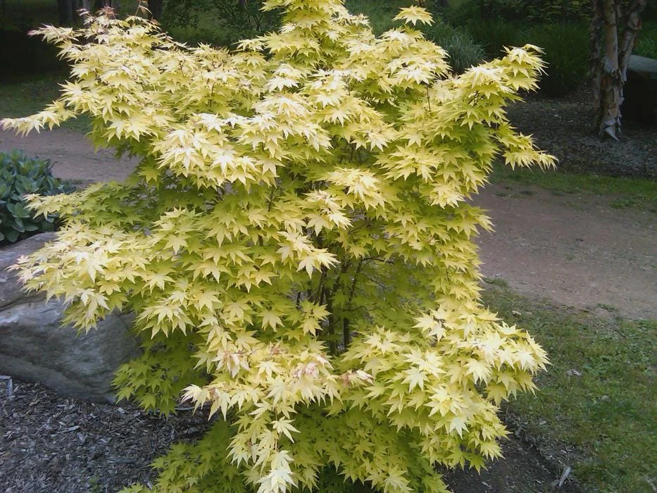 Orange Dream Japanese Maple Live Plant - Golden & Red Foliage - #1 Container - 18-24" - Image 12
