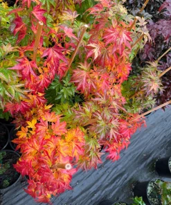 Orange Dream Japanese Maple Live Plant - Golden & Red Foliage - #1 Container - 18-24