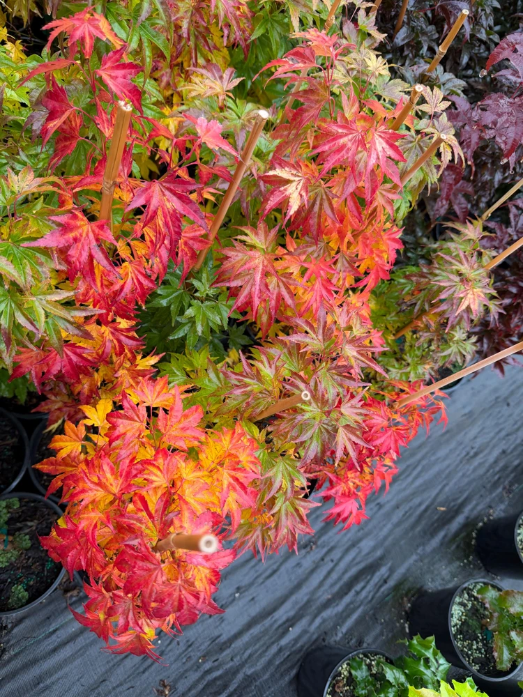 Orange Dream Japanese Maple Live Plant - Golden & Red Foliage - #1 Container - 18-24" - Image 7