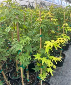 Orange Dream Japanese Maple Live Plant - Golden & Red Foliage - #1 Container - 18-24