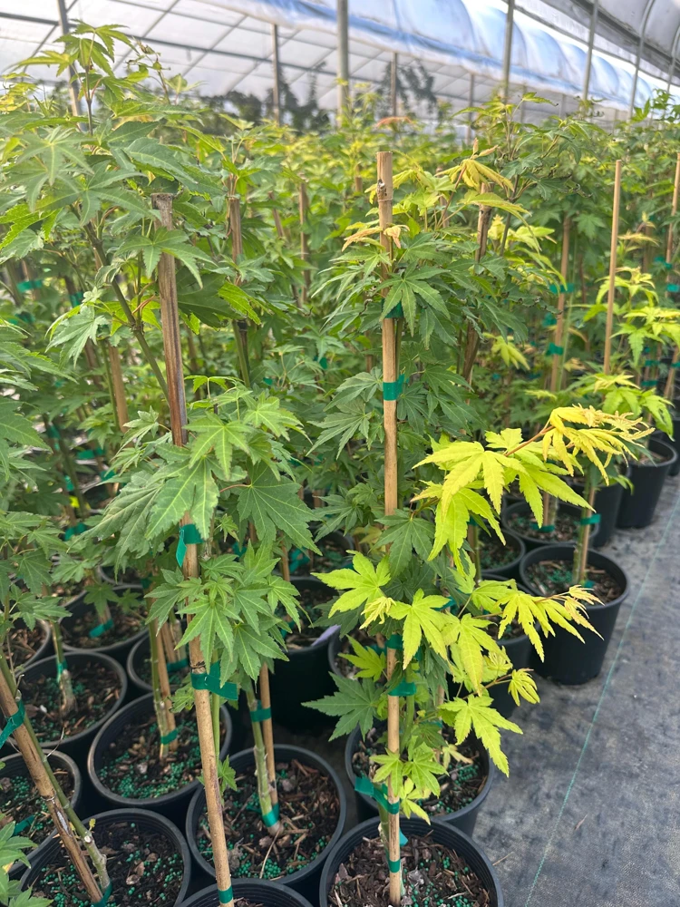 Orange Dream Japanese Maple Live Plant - Golden & Red Foliage - #1 Container - 18-24" - Image 8