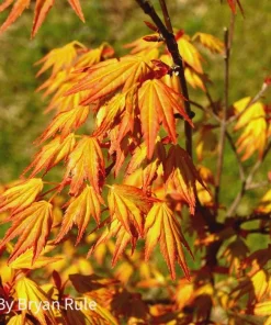 Orange Dream Japanese Maple Live Plant - Golden & Red Foliage - #1 Container - 18-24