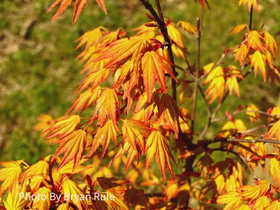 Orange Dream Japanese Maple Live Plant - Golden & Red Foliage - #1 Container - 18-24" - Image 9