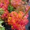 Orange Dream Japanese Maple Live Plant - Golden & Red Foliage - #1 Container - 18-24" - Image 1