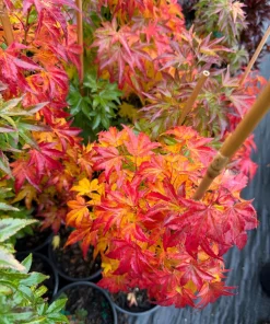 Orange Dream Japanese Maple Live Plant - Golden & Red Foliage - #1 Container - 18-24