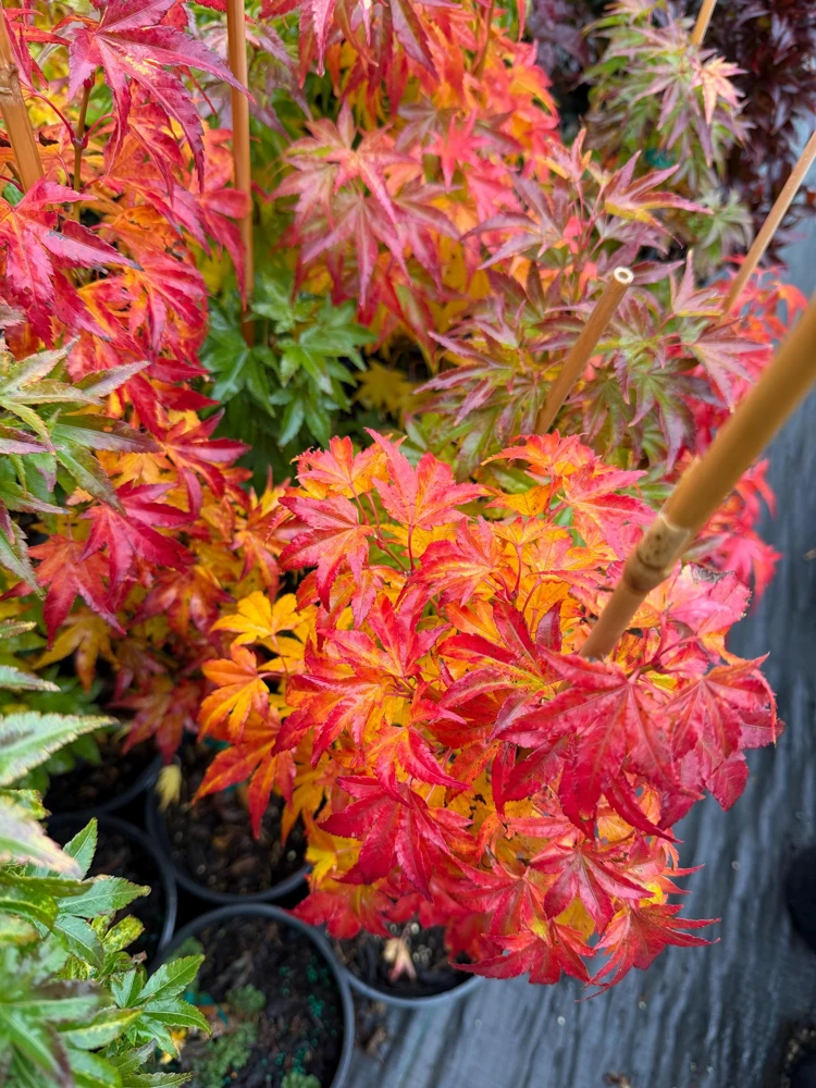 Orange Dream Japanese Maple Live Plant - Golden & Red Foliage - #1 Container - 18-24" - Image 1