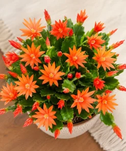 Orange Easter Cactus Live Plant, 4-8 Inch Tall, Spring Houseplant, No Pot - Image 3