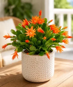 Orange Easter Cactus Live Plant, 4-8 Inch Tall, Spring Houseplant, No Pot - Image 6