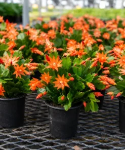 Orange Easter Cactus Live Plant, 4-8 Inch Tall, Spring Houseplant, No Pot - Image 7
