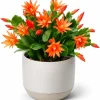 Orange Easter Cactus Live Plant, 4-8 Inch Tall, Spring Houseplant, No Pot - Image 1
