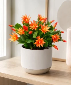 Orange Easter Cactus Live Plant, 4-8 Inch Tall, Spring Houseplant, No Pot - Image 8