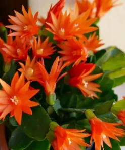 Orange Easter Cactus Live Plant – Blooming Succulent Indoor/Outdoor – 4 to 6 Inch Tall - Image 2