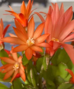 Orange Easter Cactus Live Plant – Blooming Succulent Indoor/Outdoor – 4 to 6 Inch Tall - Image 3