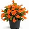 Orange Easter Cactus Live Plant – Blooming Succulent Indoor/Outdoor – 4 to 6 Inch Tall - Image 1