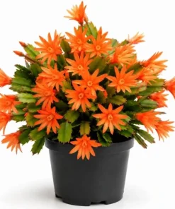 Orange Easter Cactus Live Plant – Blooming Succulent Indoor/Outdoor – 4 to 6 Inch Tall - Image 1