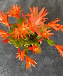 Orange Easter Cactus Live Plant – Blooming Succulent Indoor/Outdoor – 4 to 6 Inch Tall - Image 4