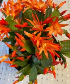 Orange Easter Cactus Live Plant – Blooming Succulent Indoor/Outdoor – 4 to 6 Inch Tall - Image 5