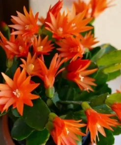 Orange Easter Cactus Live Plant, Spring Blooming Succulent Houseplant, 4-6 Inch Tall - Image 2