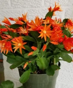 Orange Easter Cactus Live Plant, Spring Blooming Succulent Houseplant, 4-6 Inch Tall - Image 3