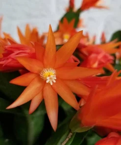 Orange Easter Cactus Live Plant, Spring Blooming Succulent Houseplant, 4-6 Inch Tall - Image 4