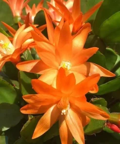 Orange Easter Cactus Live Plant, Spring Blooming Succulent Houseplant, 4-6 Inch Tall - Image 5