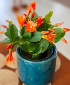 Orange Easter Cactus Live Plant, Spring Blooming Succulent Houseplant, 4-6 Inch Tall - Image 6