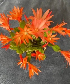 Orange Easter Cactus Live Plant, Spring Blooming Succulent Houseplant, 4-6 Inch Tall - Image 7