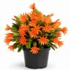 Orange Easter Cactus Live Plant, Spring Blooming Succulent Houseplant, 4-6 Inch Tall - Image 1