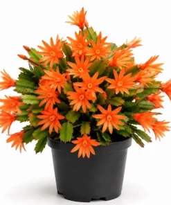 Orange Easter Cactus Live Plant, Spring Blooming Succulent Houseplant, 4-6 Inch Tall - Image 1