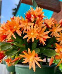 Orange Easter Cactus Live Plant, Spring Blooming Succulent Houseplant, 4-6 Inch Tall - Image 8
