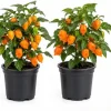 Orange Habanero Pepper Live Plants - Set of 2, 4-6 Inch Tall, Outdoor - Image 1