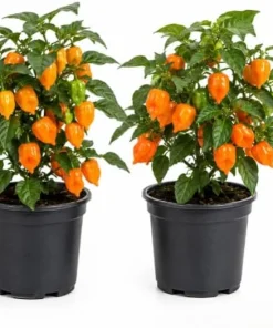 Orange Habanero Pepper Live Plants - Set of 2, 4-6 Inch Tall, Outdoor - Image 1