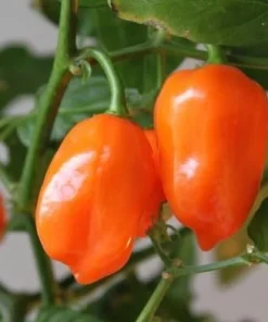 Orange Habanero Pepper Live Plants - Set of 2, 4-6 Inch Tall, Outdoor - Image 2