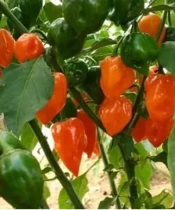 Orange Habanero Pepper Live Plants - Set of 2, 4-6 Inch Tall, Outdoor - Image 4