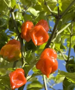 Orange Habanero Pepper Live Plants - Set of 2, 4-6 Inch Tall, Outdoor - Image 5