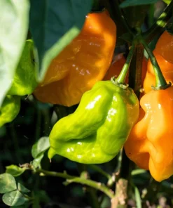 Orange Habanero Pepper Seeds - 50 Hot Capsicum Chinense Vegetable Seeds - Image 5