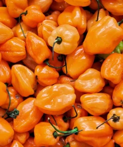 Orange Habanero Pepper Seeds - 50 Hot Capsicum Chinense Vegetable Seeds - Image 6