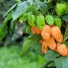 Orange Habanero Pepper Seeds - 50 Hot Capsicum Chinense Vegetable Seeds - Image 1