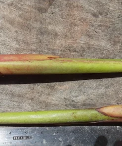 Orange Heliconia Rhizomes – Live Plant Bulbs – 2 Count – Tropical Exotic - Image 2