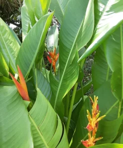 Orange Heliconia Rhizomes – Live Plant Bulbs – 2 Count – Tropical Exotic - Image 3
