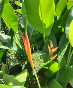 Orange Heliconia Rhizomes – Live Plant Bulbs – 2 Count – Tropical Exotic - Image 4