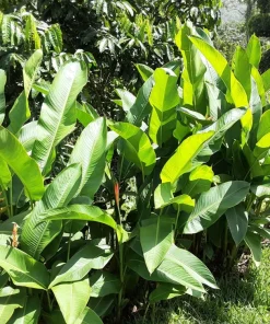 Orange Heliconia Rhizomes – Live Plant Bulbs – 2 Count – Tropical Exotic - Image 5