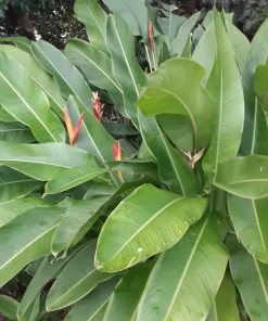 Orange Heliconia Rhizomes – Live Plant Bulbs – 2 Count – Tropical Exotic - Image 6